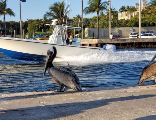 inlet birds